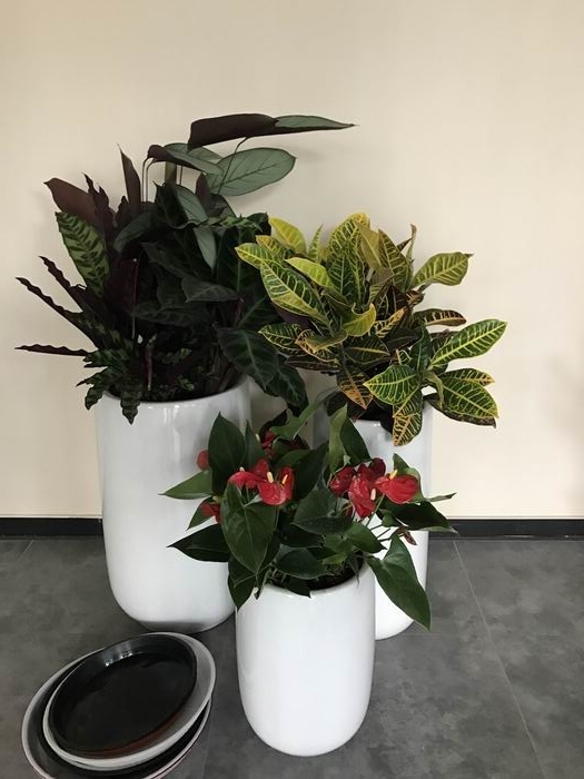 綠植租擺