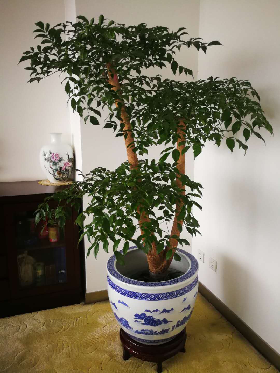 幸福樹(shù)
