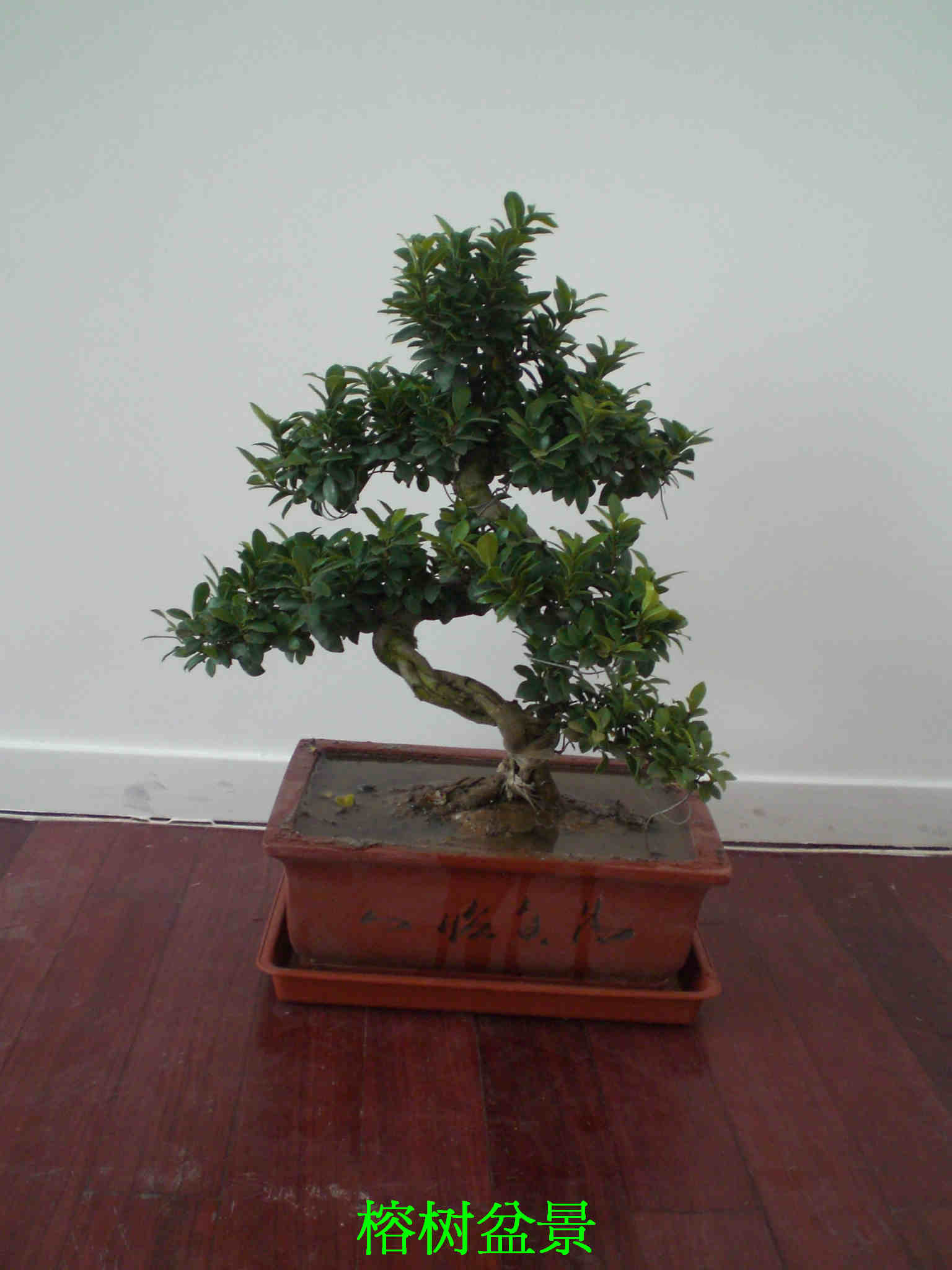 榕樹(shù)盆景