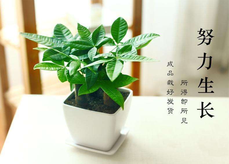 發(fā)財(cái)樹(shù)